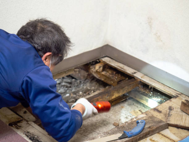Best Affordable Mold Removal  in Norman, OK