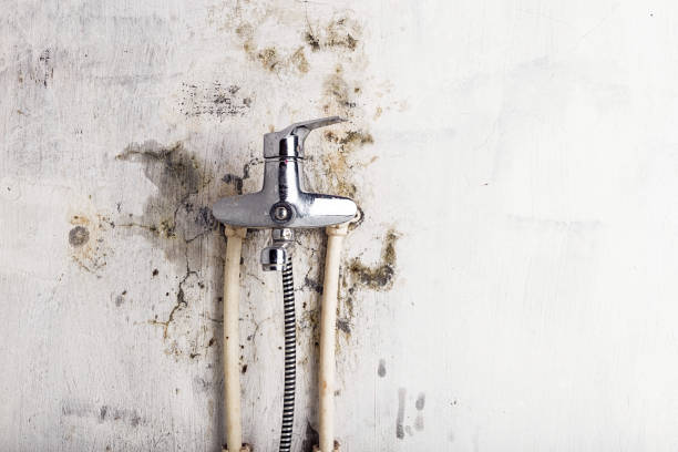 Best Mold Removal Near Me  in Norman, OK