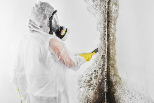 Best Emergency Mold Removal  in Norman, OK