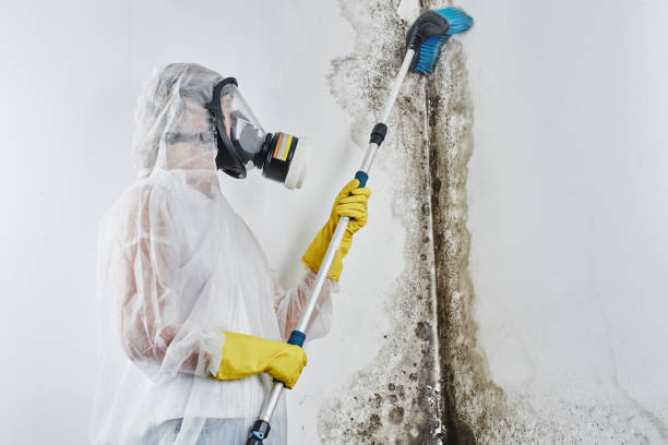 Professional Mold Removal in Norman, OK