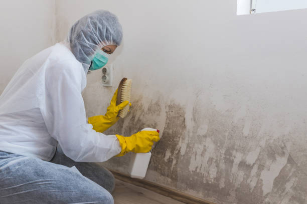 Best Mold Remediation  in Norman, OK