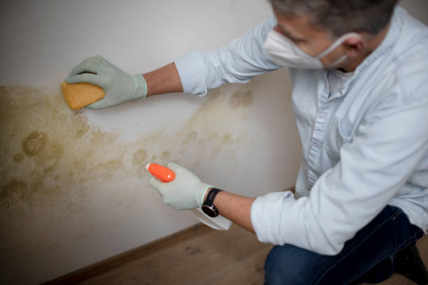 Mold Testing and Removal in Norman, OK