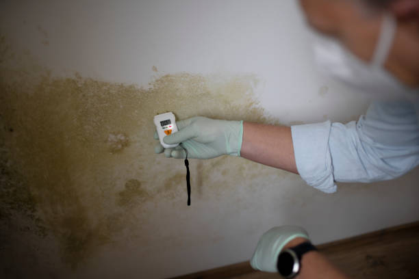 Home Mold Removal in Norman, OK