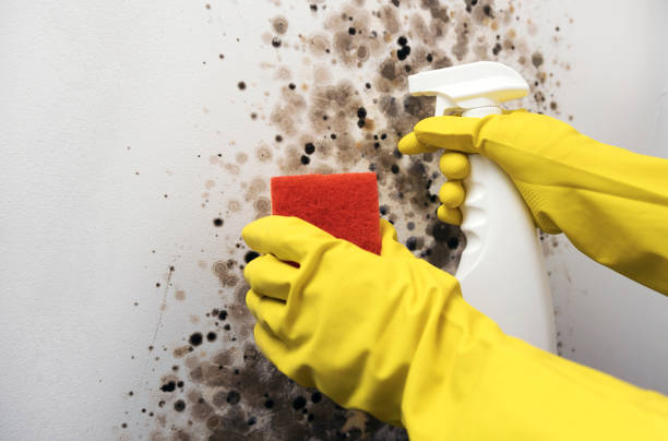 Best Office Mold Removal Services  in Norman, OK