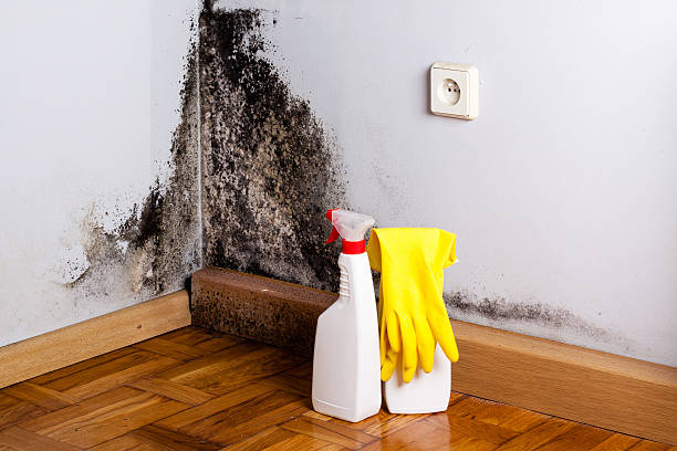 Best Mold Damage Repair  in Norman, OK