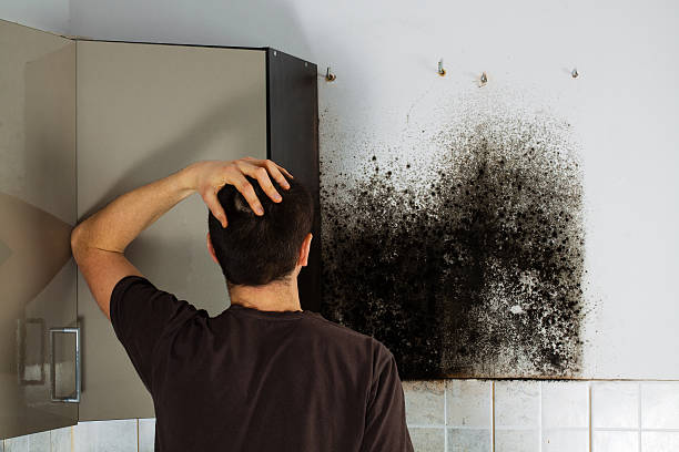 Best Fast Mold Removal  in Norman, OK