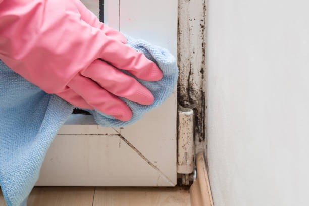 Best Mold Removal and Inspection  in Norman, OK