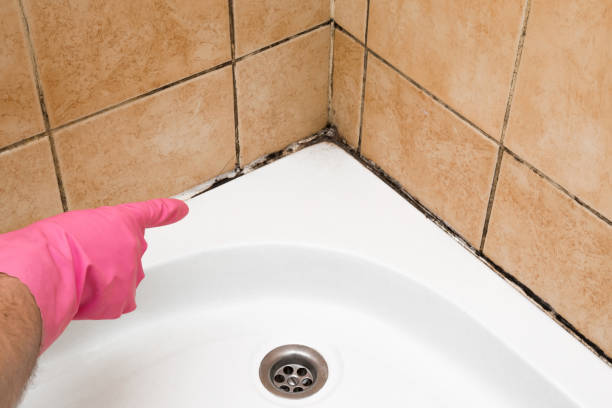 Best Attic Mold Removal  in Norman, OK