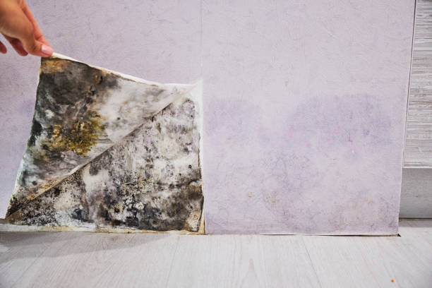 Best Mold Testing and Removal  in Norman, OK